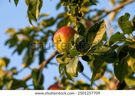 Similar – Image, Stock Photo Green ripe apples among the leaves against the sky