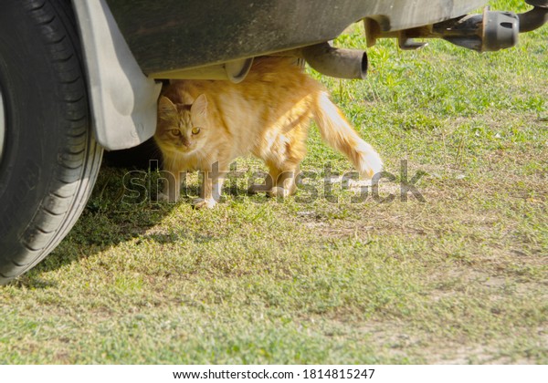 A\
red-haired adult cat went under the car in the summer.\
