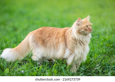 Redhaired Beautiful Cat Long Hair Walks Stock Photo 2169273739 ...