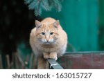 Red-haired cat
