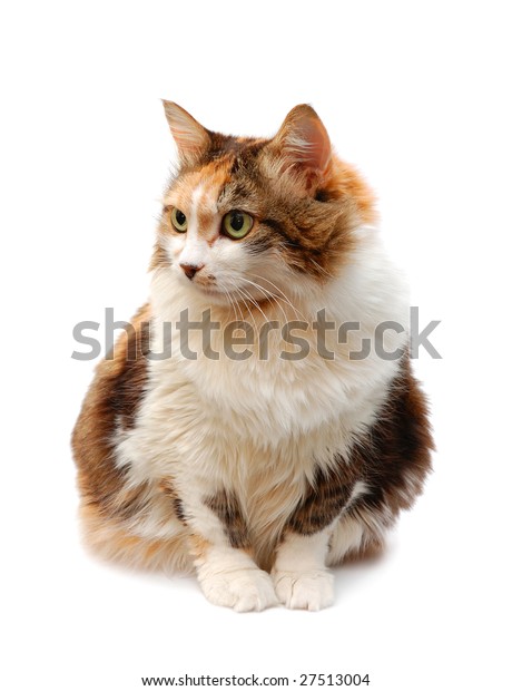 Redhaired Cat Isolated Over White Background Stock Photo (Edit Now