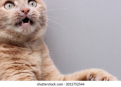 2,050 Raging cat Images, Stock Photos & Vectors | Shutterstock