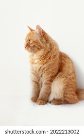 ねこ 横向き の画像 写真素材 ベクター画像 Shutterstock