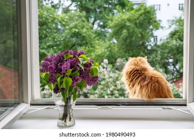 Red-haired Cat Sitting At Open Window, Enjoying The Moment And Looking Outside. Comfort Home Zone. Good Moments, Reducing Stress Concept