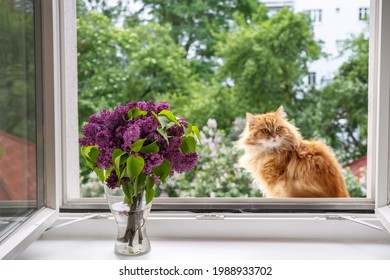 Red-haired Cat Sitting At Open Window And Enjoying The Moment. Comfort Home Zone. Good Moments, Reducing Stress Concept