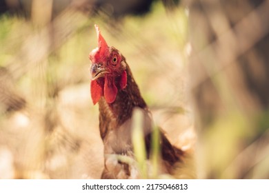 A red-haired chicken through the mesh of the poultry house.Close-up,selective focus.