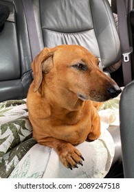 Red-haired dachshund dog lies in the back seat of a car, waiting for its owner. Vertical photo