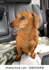Red-haired dachshund dog sits in the back seat of a car, waiting for its owner