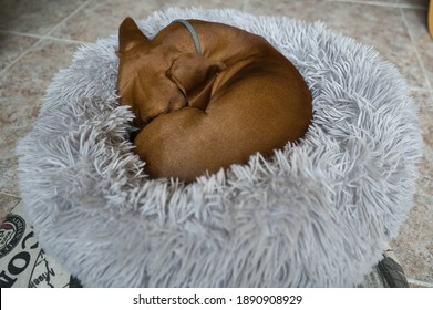 An red-haired dachshund is resting in a grey bed. Dachshund sleeping in bed. Spain