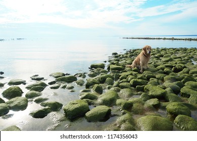 Red-haired Dog Breed Golden Retriever Sits On Green Stones Covered With Mud.