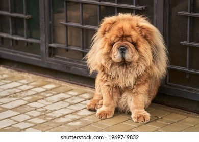 A Red-haired Dog With A Luxurious Lion's Mane And A Frowning Expression Sits On The Path At The Door Of The House. Copy Space.                               