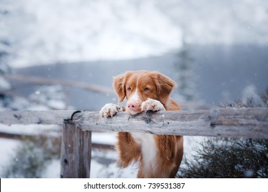 Red-haired Dog In Nature In Winter. Put Her Paws On The Fence, Looks At The Lake.
  In The Mountains, In Nature. Winter Mood, Snow, Cold