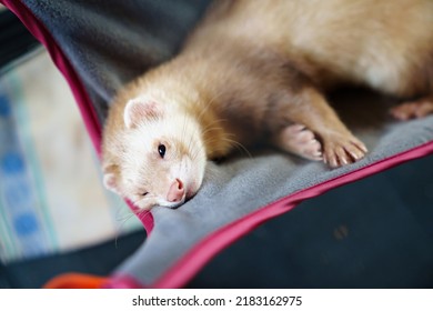 The Red-haired Domestic Ferret Lies In A Hammock. Unusual Pets. Food And Accessories For Rodents.