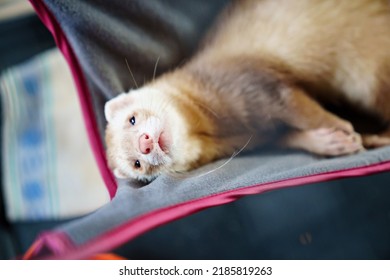 The Red-haired Domestic Ferret Lies In A Hammock. Unusual Pets. Food And Accessories For Rodents.