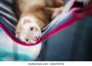 The Red-haired Domestic Ferret Lies In A Hammock. Unusual Pets. Food And Accessories For Rodents.