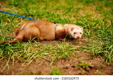 The Red-haired Domestic Ferret Is Walked On A Leash On The Lawn. Unusual Pets. Food And Accessories For Rodents.