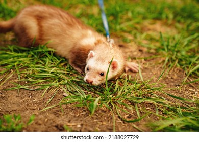 The Red-haired Domestic Ferret Is Walked On A Leash On The Lawn. Unusual Pets. Food And Accessories For Rodents.