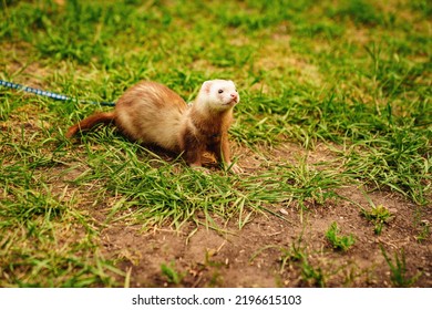 The Red-haired Domestic Ferret Is Walked On A Leash On The Lawn. Unusual Pets. Food And Accessories For Rodents.