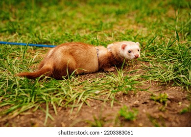 The Red-haired Domestic Ferret Is Walked On A Leash On The Lawn. Unusual Pets. Food And Accessories For Rodents.