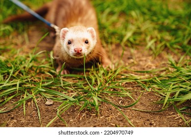 The Red-haired Domestic Ferret Is Walked On A Leash On The Lawn. Unusual Pets. Food And Accessories For Rodents.