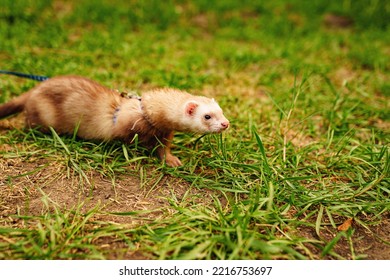 The Red-haired Domestic Ferret Is Walked On A Leash On The Lawn. Unusual Pets. Food And Accessories For Rodents.