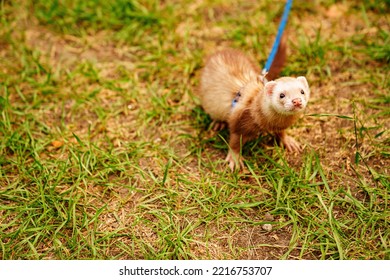 The Red-haired Domestic Ferret Is Walked On A Leash On The Lawn. Unusual Pets. Food And Accessories For Rodents.