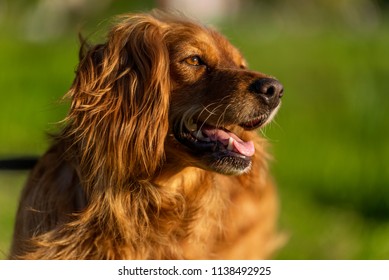 Golden Cocker Spaniel Images Stock Photos Vectors Shutterstock