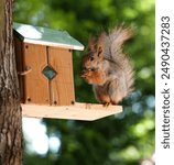 red-haired fluffy squirrel sits and eats a nut in a wooden bird feeder on a tree in a summer park. Soft focus. Beautiful red squirrel in the park. Skirus