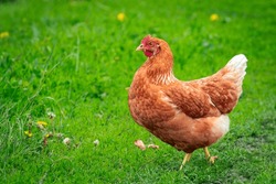 
A Red-haired Laying Hen On The Loose In A Grassy Field