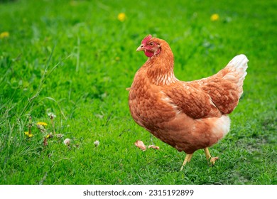 
A red-haired laying hen on the loose in a grassy field