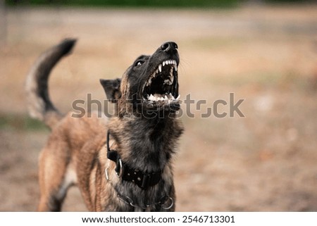 red-haired Malinois barks in the clearing 