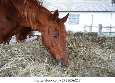 A red-haired mare eats hay in a paddock outside. Side view, fencing and dirt covering of the farm.