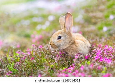 Red-haired pet rabbit sitting on green grass with pink flowers, close-up photo of a pet