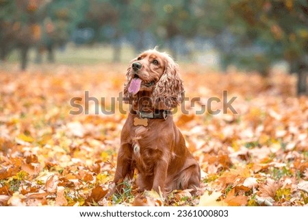 red-haired purebred dog of the American Cocker spaniel breed sits among the yellow autumn fallen leaves in the park