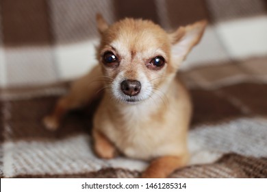 Short Hair Chihuahua Images Stock Photos Vectors Shutterstock