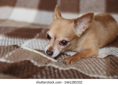 Ginger Chihuahua Temaju Stockfotok Kepek Es Fotok Shutterstock