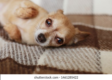 Dog Loving Stock Photos Images Photography Shutterstock