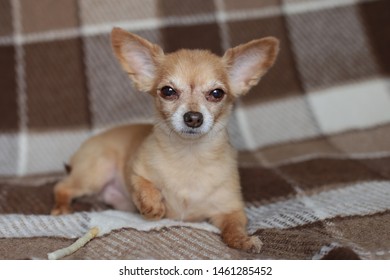 Short Hair Dog Images Stock Photos Vectors Shutterstock