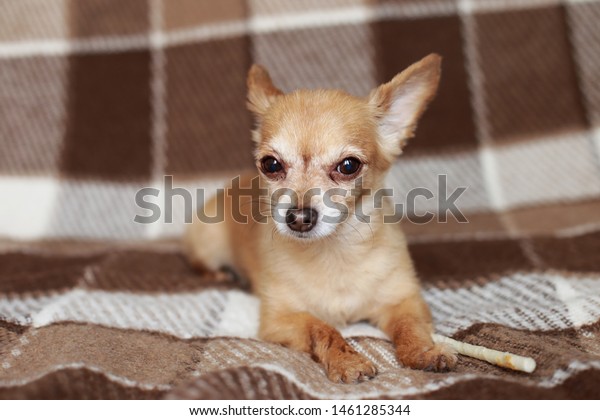 Redhaired Shorthaired Dog Chihuahua Lies Sits Stock Photo Edit