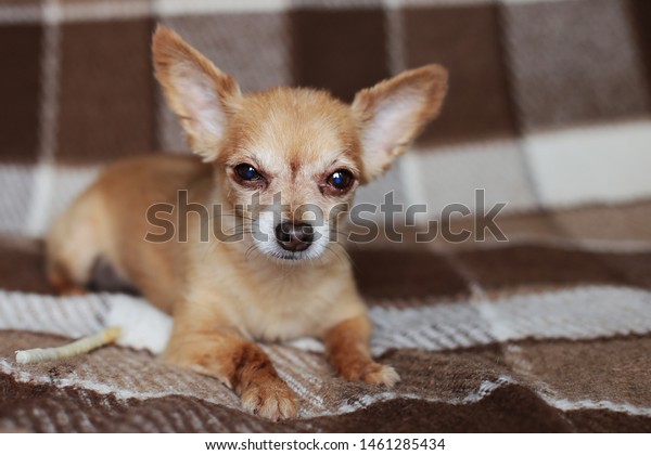 Redhaired Shorthaired Dog Chihuahua Lies Sits Animals Wildlife