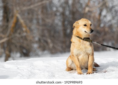 Red-haired Small Dog Sits On A Leash In The Winter On The Snow On The Background Of The Forest. A Dog With Short Legs. A Pet. An Unusual Animal. No Breed.