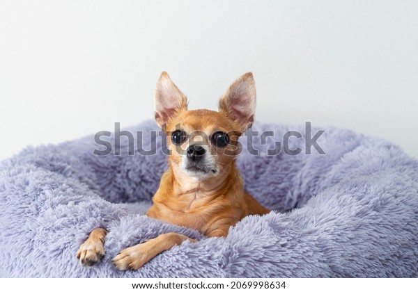 A red-haired toy terrier lies on a fluffy gray\
bed at home, resting.