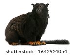Red-handed Tamarin, Saguinus midas, 6 years old, in front of white background