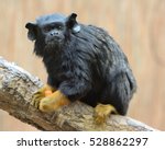 Red-handed tamarin (Saguinus midas) sitting on branch