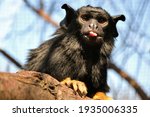 Red-handed tamarin,  sitting on a branch in the zoo enclosure, this monkey belongs to family Callitrichidae, the primate sticks out the tongue 