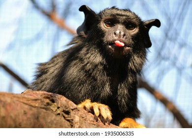 Red-handed Tamarin,  Sitting On A Branch In The Zoo Enclosure, This Monkey Belongs To Family Callitrichidae, The Primate Sticks Out The Tongue 