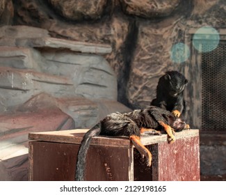 Red-handed Tamarin Sitting In The Zoo Enclosure, This Monkey Belongs To Family Callitrichidae, Red Handed Tamarin Monkey