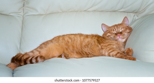 Redhead Cat Is Sleeping On The Couch.