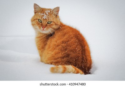 Redhead Cat in the snow, Cat with snowflakes on the head - Powered by Shutterstock