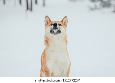 Shiba Inu Snow Images Stock Photos Vectors Shutterstock